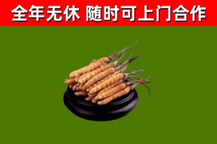 平武县回收冬虫夏草