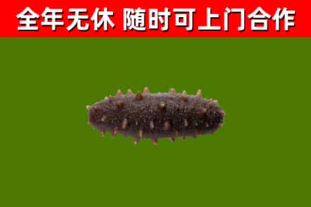 平武县回收海参干
